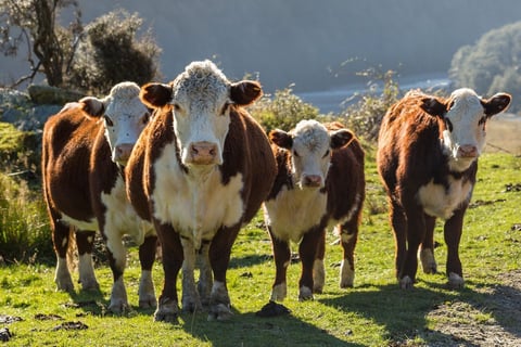 Hereford Cows for Sale