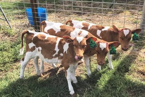 Guernsey Cows for Sale