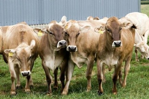 Brown Swiss Cows for Sale