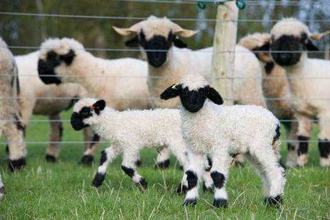 Valais blacknose sheep for Sale