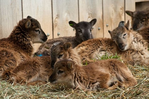 Lambs for Sale near me