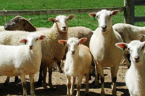 Katahdin sheep for sale