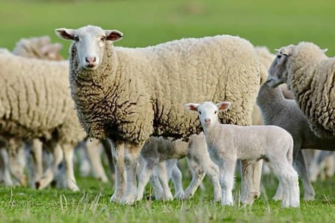 Merino sheep for sale