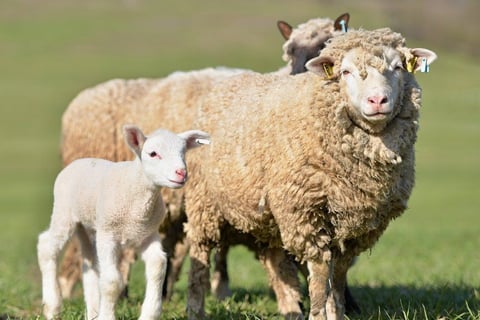 Awassi sheep for sale