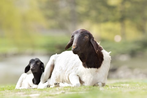 Dorper rams for sale