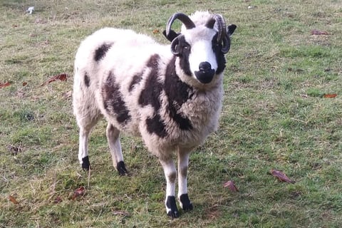 Jacob sheep for sale