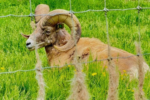 Bighorn sheep for sale