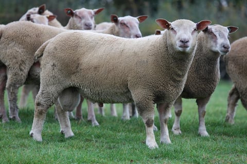 Suffolk sheep for sale