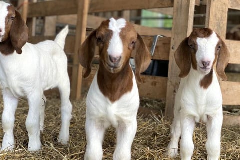 Boar Goats for sale