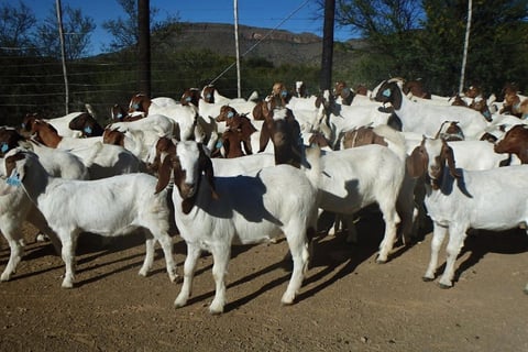 Alphine Goats for sale