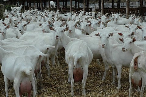 Saanen Goats for sale