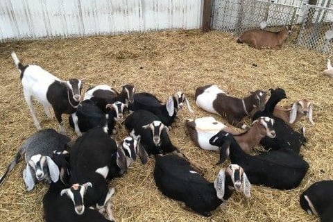Shami Goats for sale