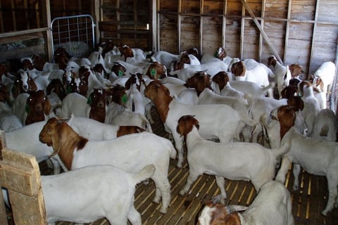 Diary Goats for sale