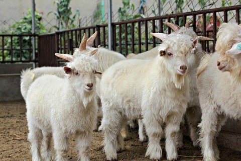 Angora Goats for sale