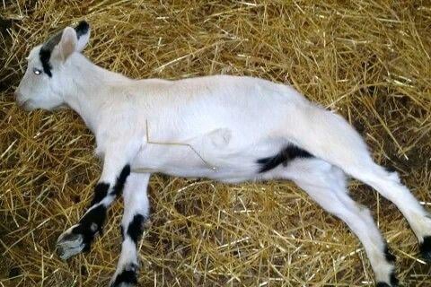 Fainting Goats for sale