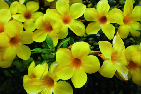 Alamanda