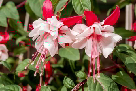 Brinco de Princesa Branco