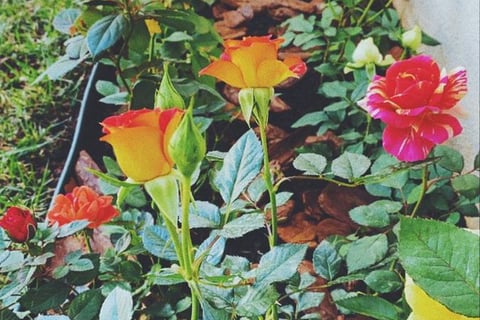 Canteiro de rosas