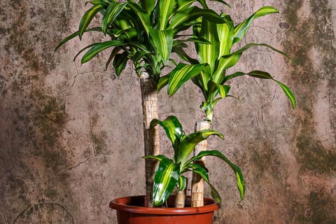 Dracena