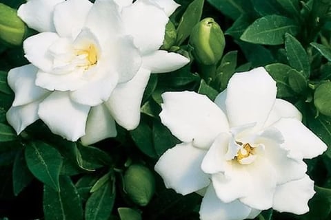 Gardenia