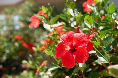 Hibisco
