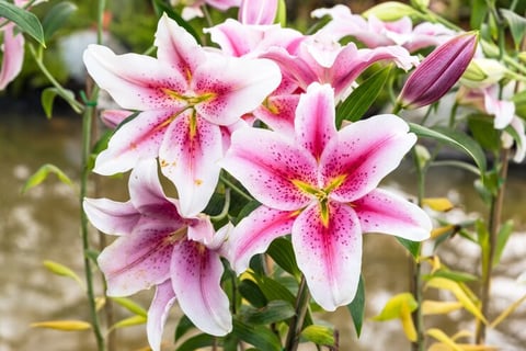 Lirio Rosa