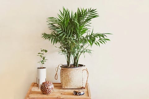 Palmeira Bambu