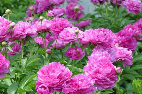 Peonia herbacea