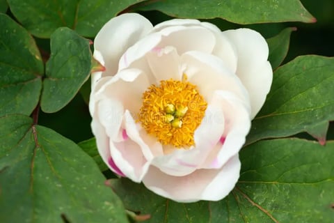 Peonia hibrida