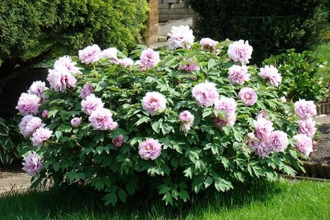 Peonia Arbustiva