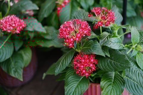 Pentas