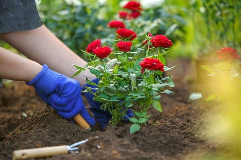Plantio de rosas