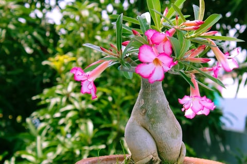 Rosa do deserto