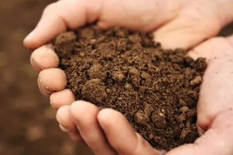Terra para vaso
