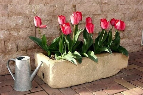 Tulipa em vaso de concreto