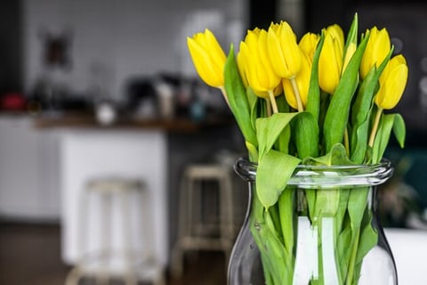 Tulipas amarelas