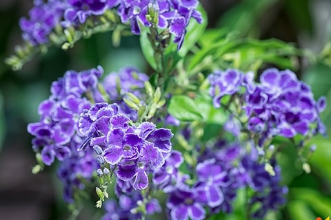 Verbena