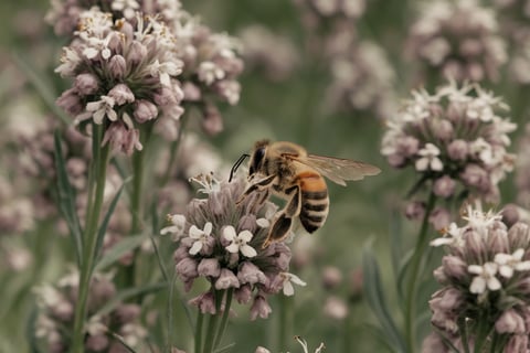 One bee on a flower