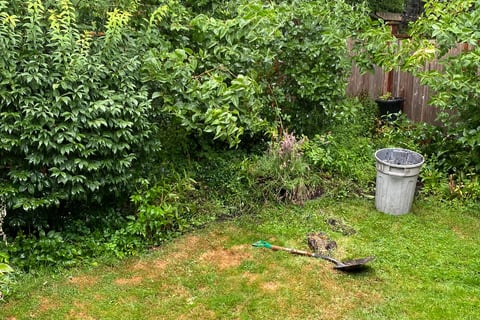 browned lawn