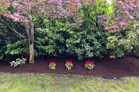 Laurel Hedge with Mulch