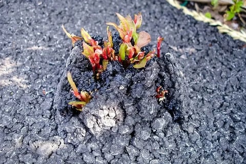 Japanese knotweed