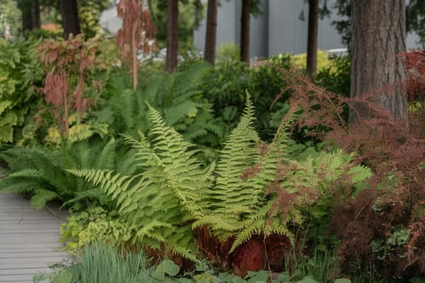 Large Vancouver Native Garden