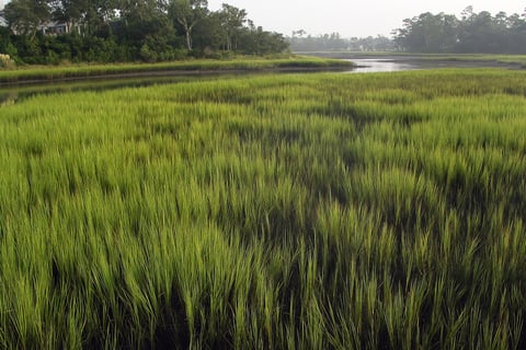 Marismas na Indonésia - Foto de Flickr @bonestitch
