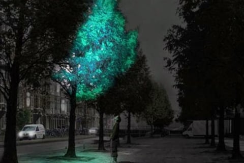 Árvore iluminando a rua