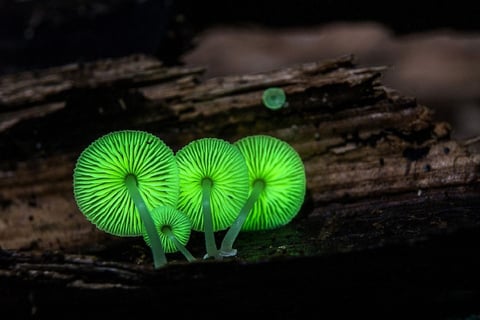 Mycena chlorophos