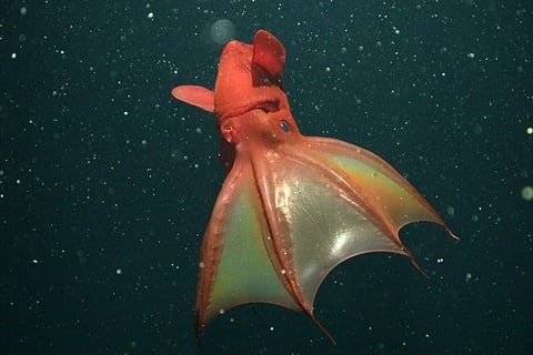 Vampyroteuthis infernalis