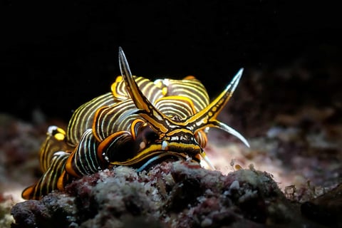 a very colorfully colored Cyerce Negra