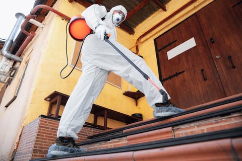 mold removal chandler az