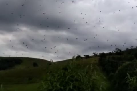 a flock of birds flying over a hill
