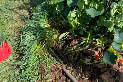 Veggie garden with fork